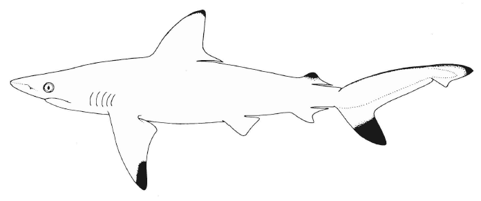 File:Carcharhinus hemiodon nmfs 2.png