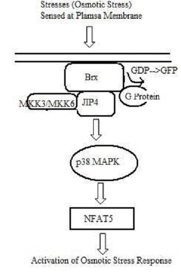 File:NFAT5 Osmotic Response Activation Pathway3.jpg