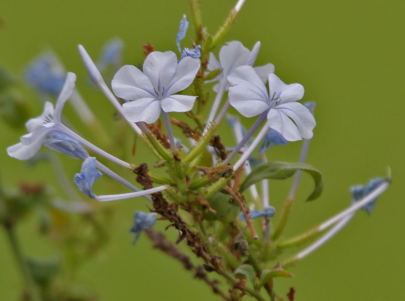 File:Plumbago auriculata (Blue-flowered Plumbago) in Hyderabad, AP W2 IMG 2437.jpg
