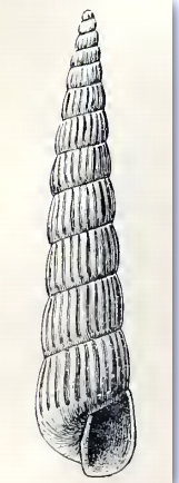 Turbonilla carpenteri 001.png