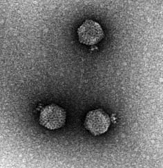 File:Bacteriophage P22 Casjens Lenk.png