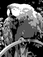 Grayscale 2bit palette sample image.png