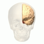 File:Occipital lobe animation small.gif