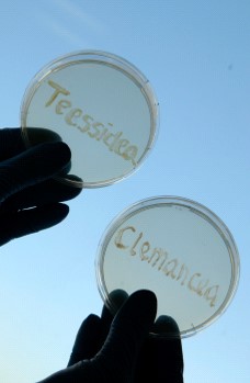 Pseudomonas teessidea PR6.5 (Type strain).jpg