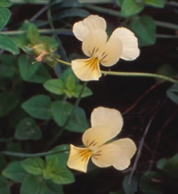 Viola ucriana01.jpg