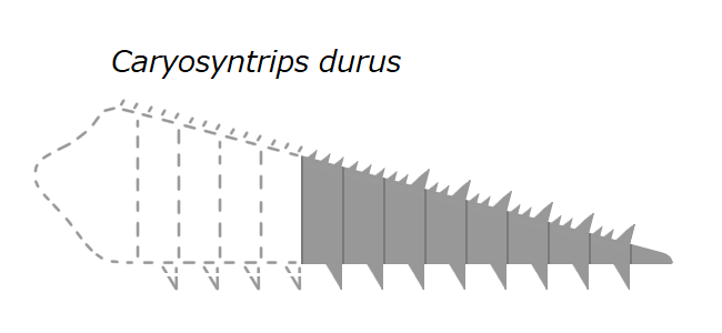 File:20191221 Radiodonta frontal appendage Caryosyntrips durus.png