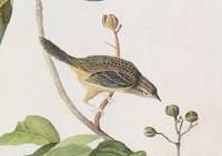 Aimophila aestivalis - Audubon.jpg