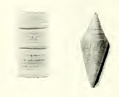 Conus gratacapii 001.jpg