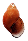 Hydrobioides nassa shell.png
