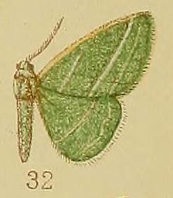 Pl.39-fig.32-Syncollesis trilineata (Hampson, 1910) (Acollesis).JPG
