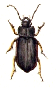 Anisodactylus.signatus.-.calwer.05.19.jpg