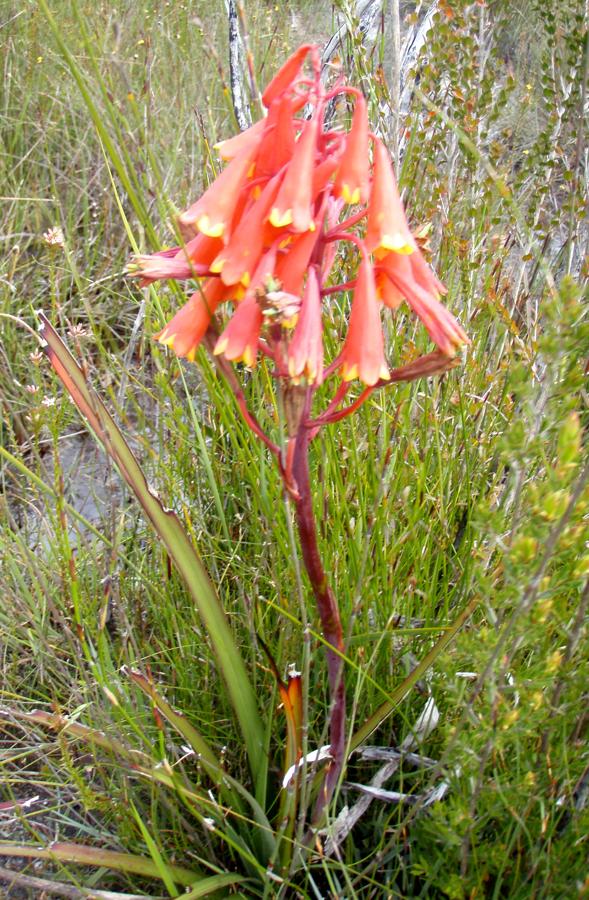 File:Blandfordia Punicea - Arthur Plains, Tasmania.jpg - HandWiki