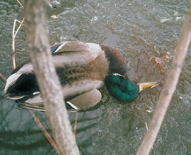 File:Duck plague victim.JPG