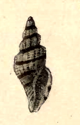 Kuroshiodaphne fuscobalteata 001.jpg