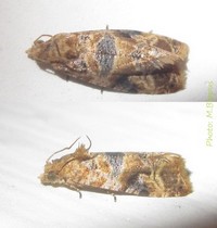 Lobesia vanillana (Joannis 1900).jpg