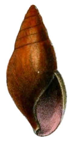 Pittieria aurantiaca shell.png