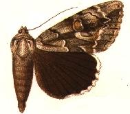 Catocala flebilis.JPG