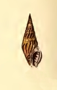 Crassispira unicolor 001.jpg