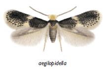 Ectoedemia aegilopidella male.JPG