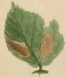 Emmetia marginea mined bramble leaf.JPG