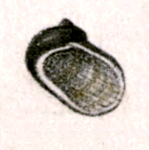 Synaptocochlea caliginosa 001.jpg
