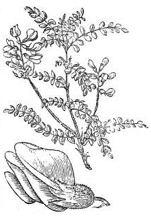 Calophaca wolgarica - Loudon - fig. 399.png