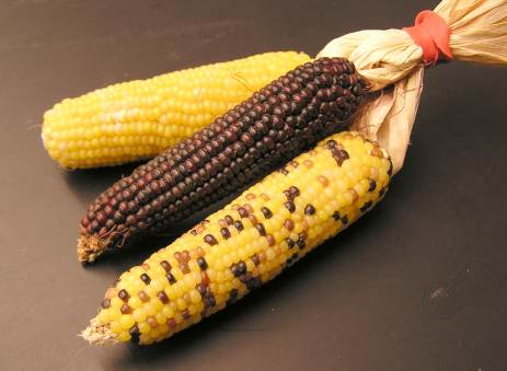 File:Corn 3different types.jpg