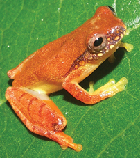 Dendropsophus bipunctatus IRDias2014 (cropped).jpg