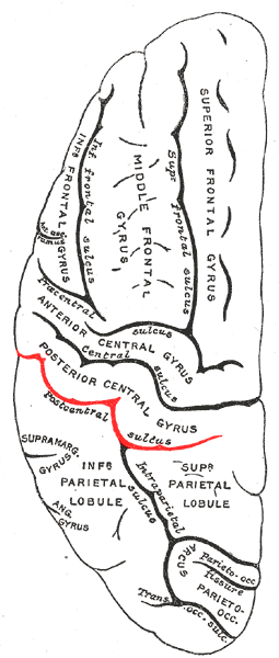 File:Gray725 postcentral sulcus.png