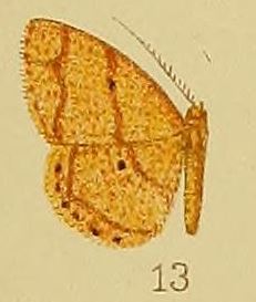 Pl.39-fig.13-Xenostega fallax Warren, 1899 (syn.S.diagramma).JPG