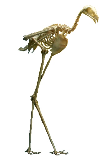 File:Secretary bird skeleton.jpg