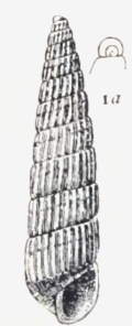 Turbonilla gracilior 001.png