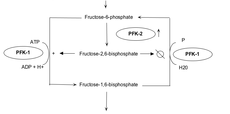 File:6-Phosphofructo-2-kinase.png