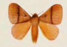 Cotana rubrescens male.jpg