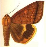 Heliophisma catocalina.JPG