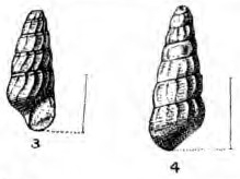 Hokkaidoconcha occidentalis.jpg