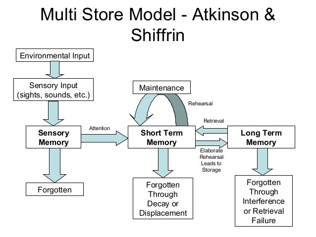 File:Information Processing Model - Atkinson & Shiffrin.jpg