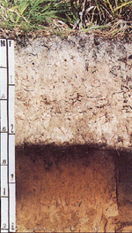 Myakka soil.jpg