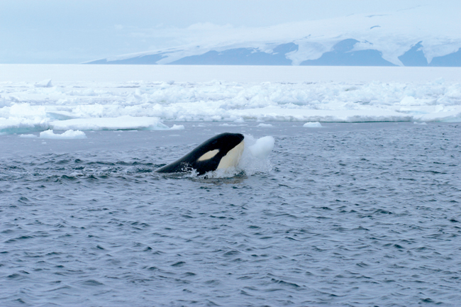 File:Orca with iceball cropped.JPG