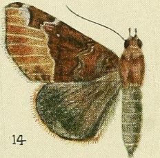 14-(Giria bubastis) Giria pectinicornis (Bethune-Baker, 1909).JPG