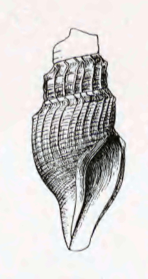 Anticlinura movilla 001.jpg