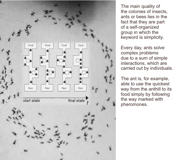 File:Artificial ants.jpg