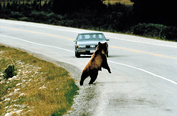 File:Bear roadkill2.jpg