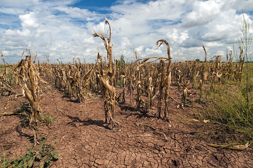 File:Corn shows the affect of drought.jpg