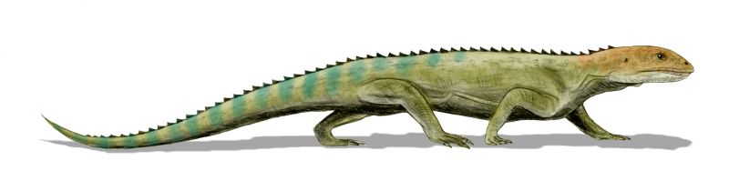 File:Mesosuchus BW.jpg