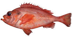 Sebastes fasciatus.png