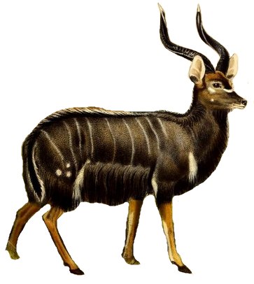 File:The book of antelopes (1894) Tragelaphus angasi white background.png