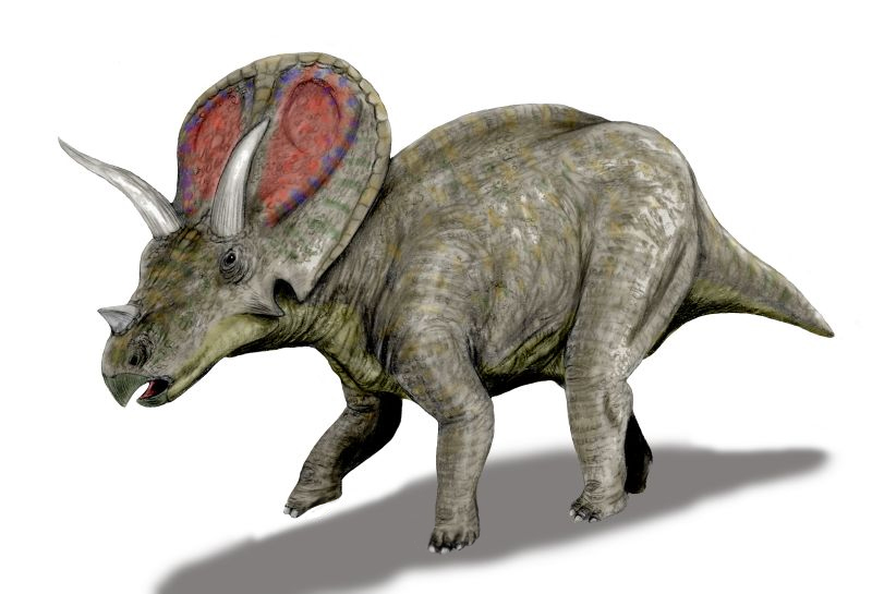 File:Torosaurus BW.jpg
