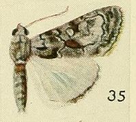 35-Catephia sciras Fawcett, 1916.JPG