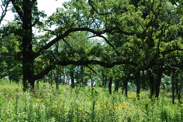 File:Bur-oak-savanna-Wisconsin.jpg